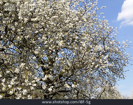 
                Baum, Kirschblüte                   