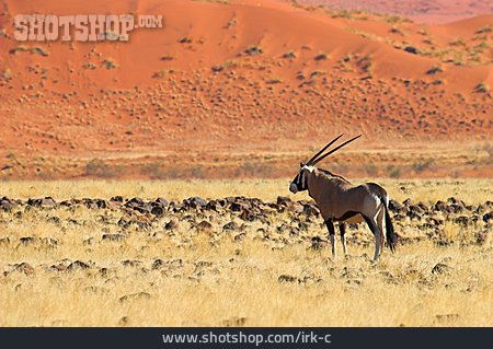 
                Steppe, Afrika, Antilope, Oryxantilope                   