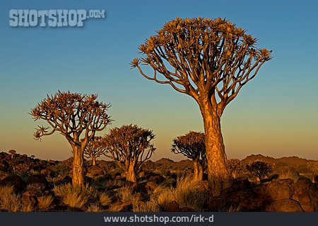 
                Afrika, Köcherbaum                   