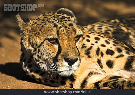 
                Raubkatze, Gepard, Tierporträt                   