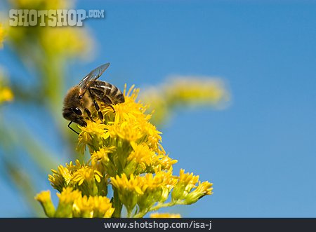 
                Biene, Bestäubung                   