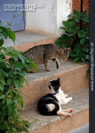 
                Katze, Hauskatze, Mediterran                   