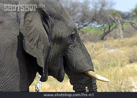 
                Kopf, Elefant, Afrikanisch                   