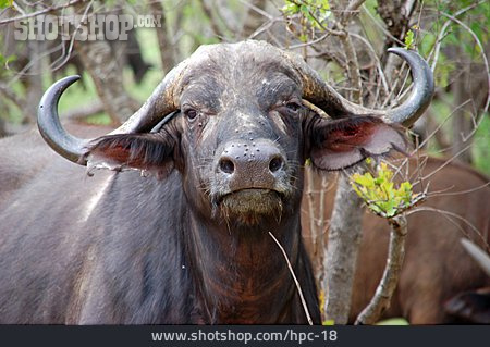 
                Büffel, Afrikanischer Büffel                   
