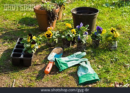 
                Gartenarbeit, Topfpflanze, Umtopfen                   