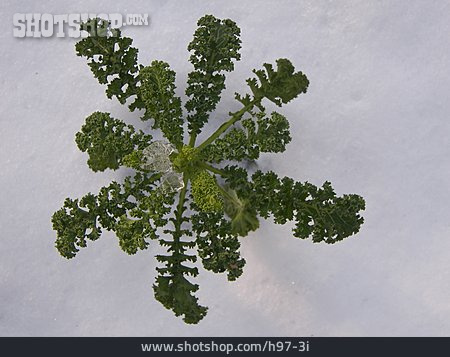
                Frost, Grünkohl, Gemüseanbau                   