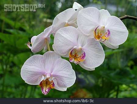 
                Orchideen, Orchideenblüten                   