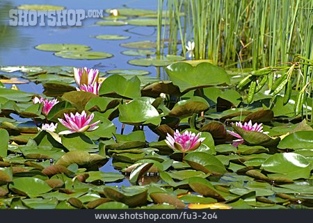 
                Water Plant, Rose Pond                   