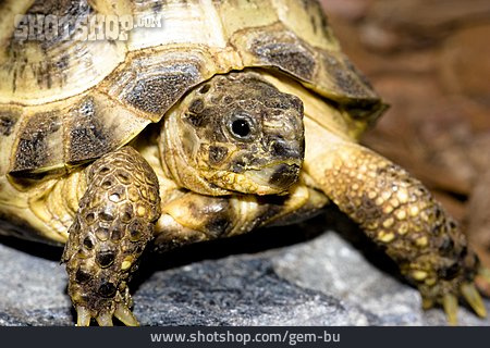 
                Schildkröte, Griechische Landschildkröte                   