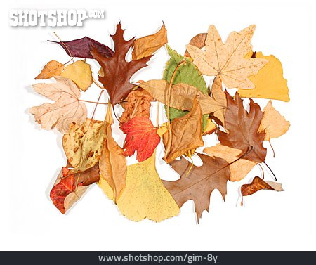 
                Herbst, Herbstlaub, Baumblatt                   