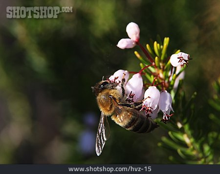 
                Bienen, Honigbiene                   