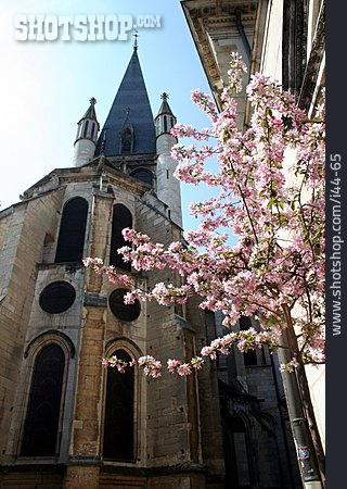 
                Kathedrale, Notre-dame, Dijon                   