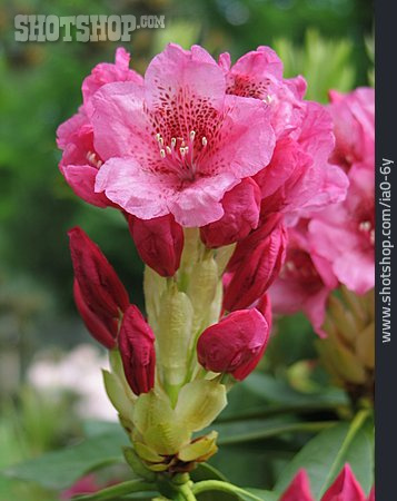 
                Blossom, Rhododendron                   