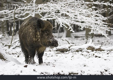 
                Winter, Wildschwein                   