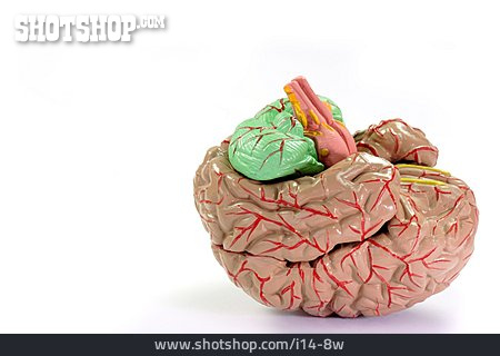 
                Gehirn, Organ                   