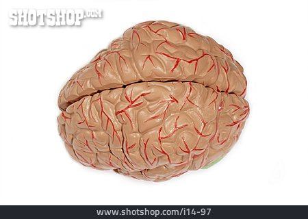 
                Gehirn, Organ                   