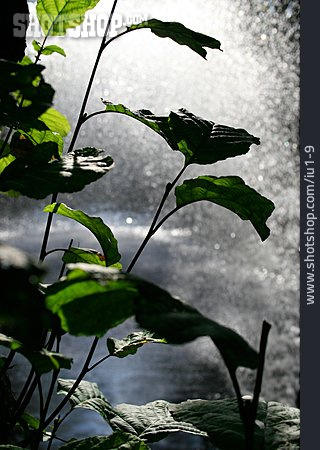 
                Pflanze, Wasserfontaine                   