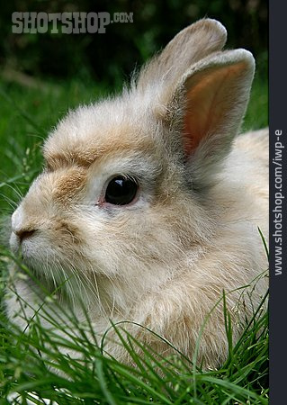 
                Tierjunges, Hase                   