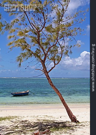 
                Baum, Fischerboot, Traumstrand, Mauritius                   