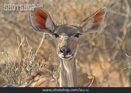 
                Antilope, Kudu, Kleiner Kudu                   