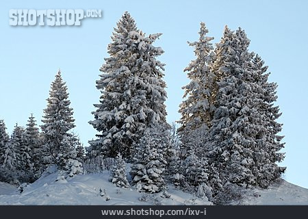 
                Wald, Winter, Verschneit                   