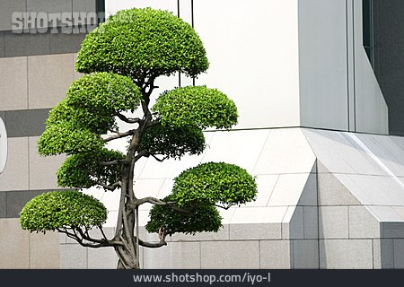 
                Baum, Asiatisch, Gartenkunst                   