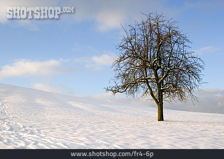 
                Baum, Schneelandschaft                   