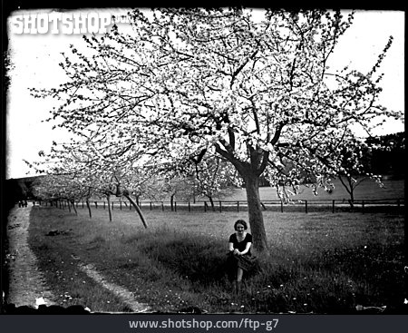 
                Frühling, Obstbaum, Historisches Foto                   