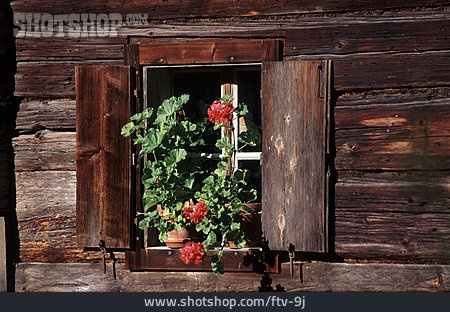 
                Fenster, Topfpflanze, Geranie                   