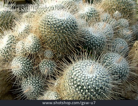 
                Kaktus, Stachel                   