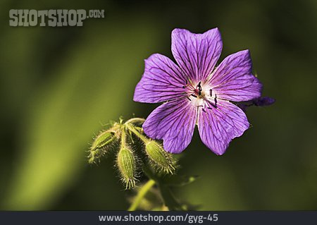 
                Storchschnabel, Geranium                   