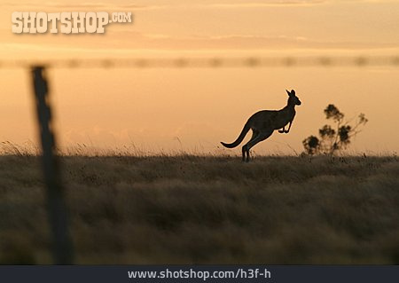 
                Springen, Känguru                   