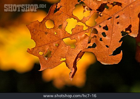 
                Herbst, Eichenblatt, Durchlöchert                   