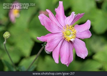 
                Blume, Anemone, Königin Charlotte                   