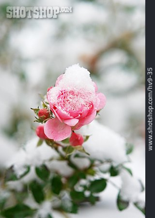 
                Rose, Schnee, Frost                   