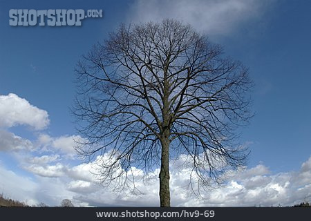 
                Baum, Blattlos                   