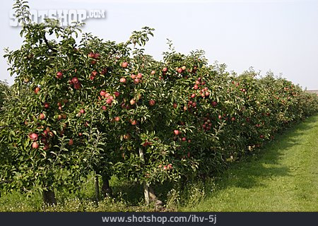 
                Apfelbaum, Obstbaum                   
