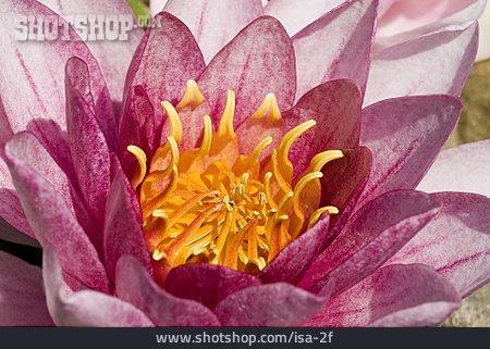 
                Blüte, Lotus                   