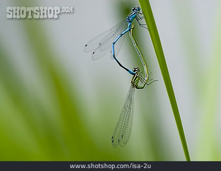 
                Dragonfly, Mating, Mating                   