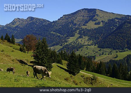 
                Kuh, Weide, Oberstaufen                   
