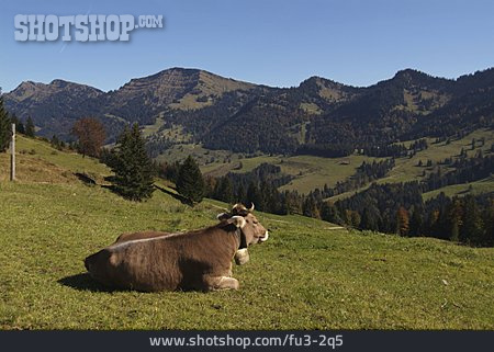 
                Kuh, Weide, Oberstaufen                   