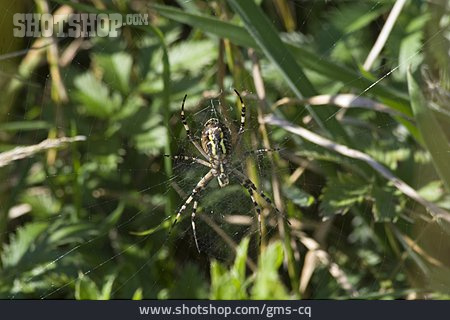 
                Spinne, Gartenkreuzspinne                   