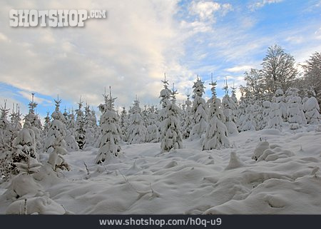 
                Winter, Verschneit, Schneedecke                   