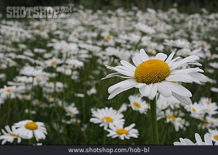 
                Blumenwiese, Margerite, Korbblütengewächs                   