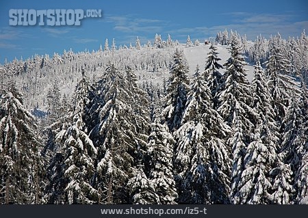 
                Winter, Schwarzwald, Hochkopf                   