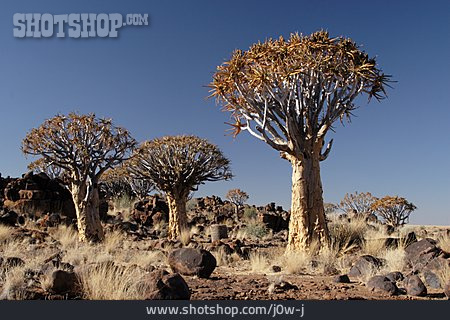 
                Afrika, Namibia, Köcherbaum                   