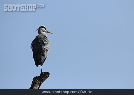 
                Vogel, Fischreiher                   