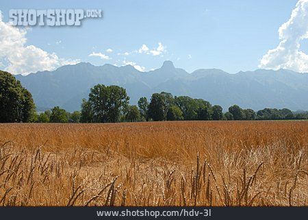 
                Feld, Landwirtschaft, Gebirge, Berner Oberland                   