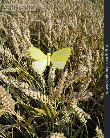 
                Butterfly, Wheat, Wheat Field                   