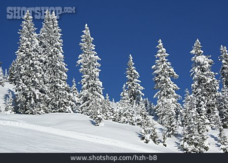 
                Winter, Nadelbaum, Verschneit                   